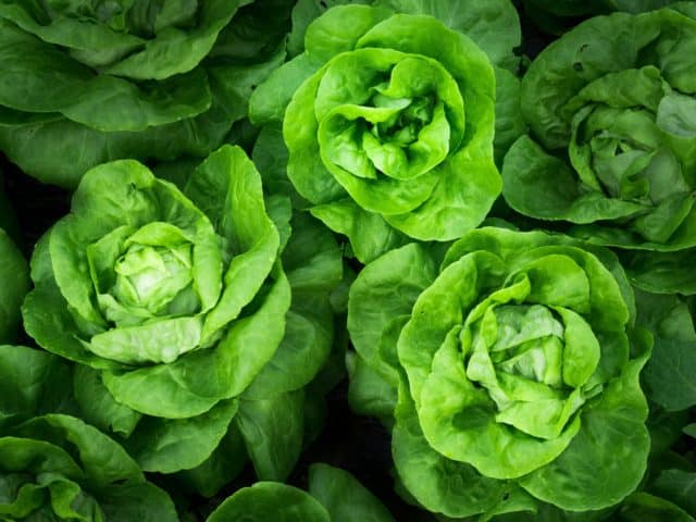folhas verdes na alimentação